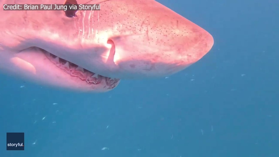 The great white shark head-butted the Sarasota boaters' camera before eating the whale.