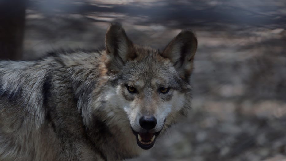 3c3bfcd5-Mexican Wolves At Chapultepec Zoo