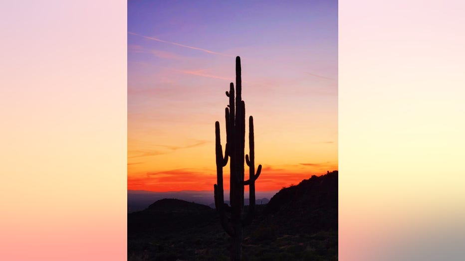 A lovely look at a cactus silhouette as it dances in the sunset! Thanks Stephanie Wiltz for sharing! 