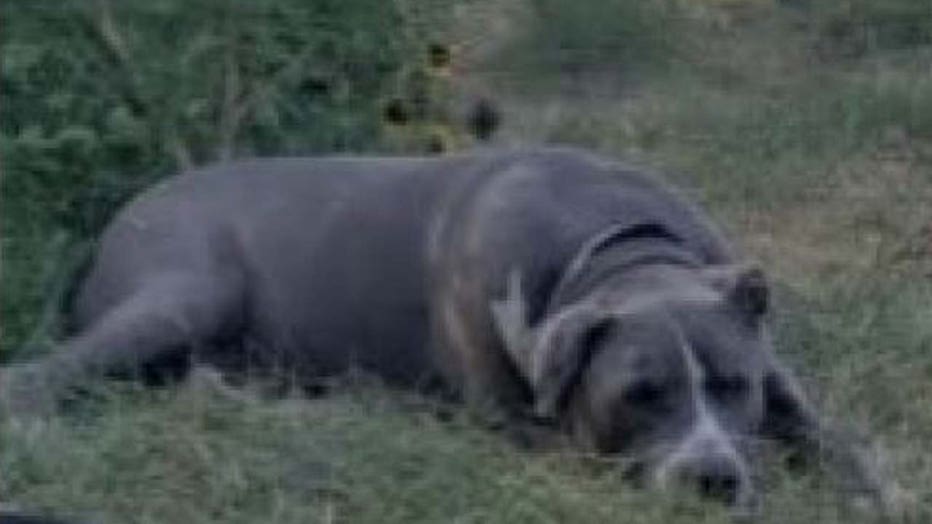 duke pitbull mastiff