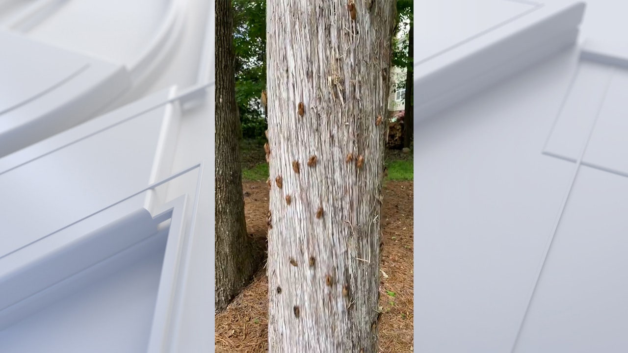 Watch: Cicadas appear on trees in parts of US | FOX 10 Phoenix