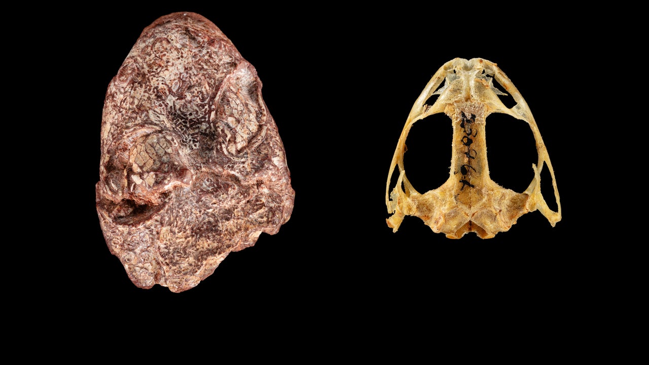 Fossil named after Kermit the Frog sheds light on amphibian evolution, scientists say - Vimarsana News