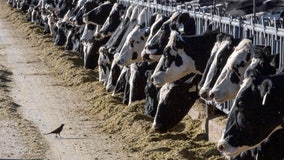 Texas person is diagnosed with bird flu after being in contact with cows