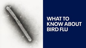 Bird Flu: What to know as Texas person contracts virus