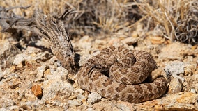 Rattlesnake safety: Scottsdale Fire officials offer advice after boy was bitten