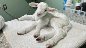 Five-legged lamb gets second chance after Mississippi woman opens home and heart for rehabilitation