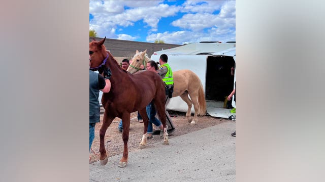 Horse trailer flips sideways in crash on Loop 303, 2 horses rescued by Surprise Fire Department