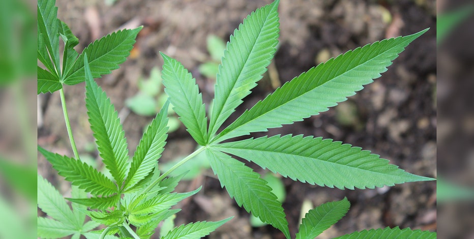 Marijuana: How its reclassification by the DEA could impact Americans