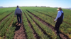 The history of Ramona Farms and how its chickpeas make it to your plate