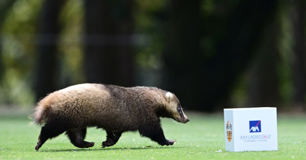 Phoenix Raccoons Japan grappling with invasive raccoon population | FOX 10 Phoenix