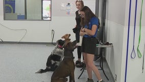 Dog Training Elite in Mesa helps new dog owners bond with their four-legged friend