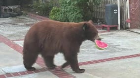 Bear breaks into Southern California family's refrigerator, steals watermelon