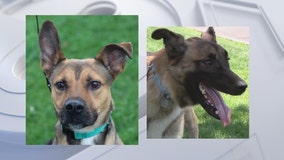 Meet Patrick and Hugo: Adoption fees waived for HALO Animal Rescue long-timers