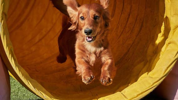 Phoenix pup to compete in 148th Annual Westminster Agility championship