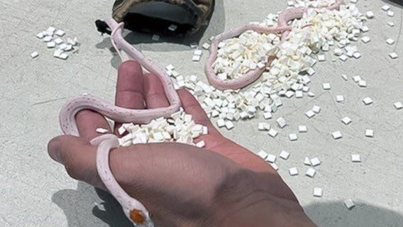 TSA finds bag of snakes in passenger's pants at Miami airport