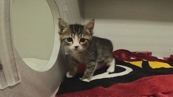 Arizona Humane has nearly 800 kittens looking for homes, foster families