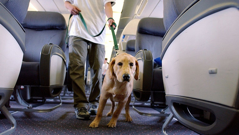 Guide-dog-on-leash.jpg