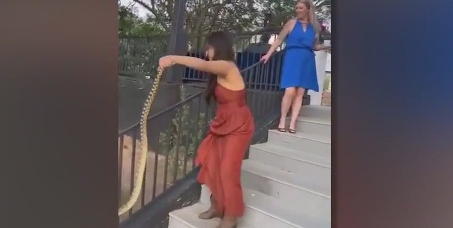 Woman wrangles loose snake at Arizona wedding