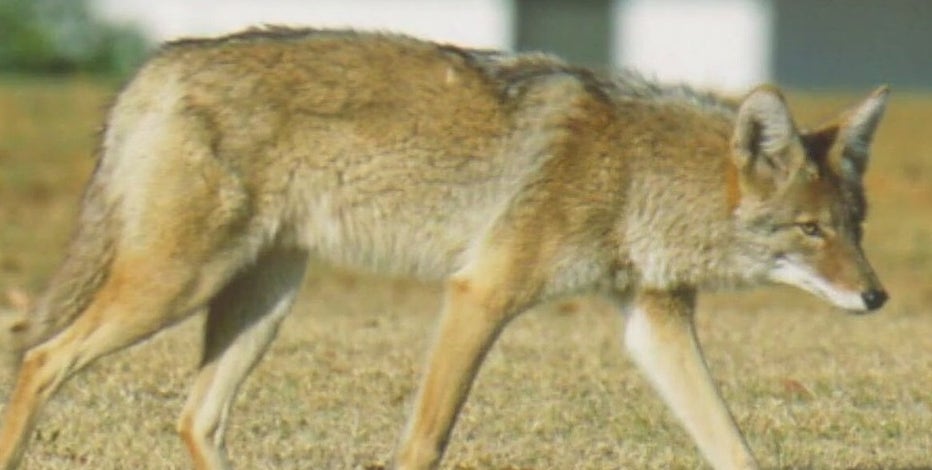 Coyotes euthanized after an attack in a Scottsdale neighborhood