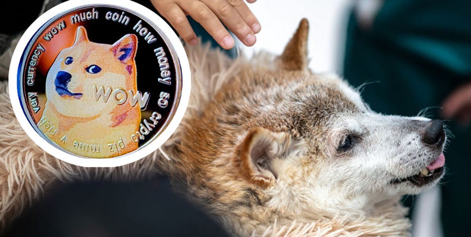 Kabosu, Shiba Inu behind 'doge' meme and face of Dogecoin, has died
