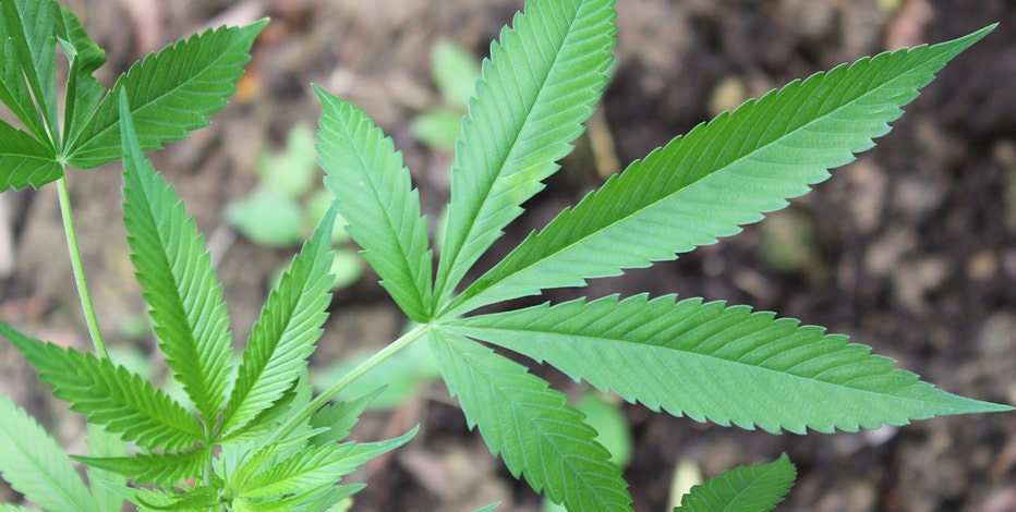 Arizona marijuana recall: Certain products may be contaminated with fungus