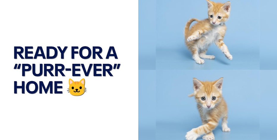 Kitty up for adoption weeks after ceiling rescue: AHS