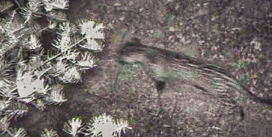 Jaguar in southern Arizona named by Tohono O'odham Nation