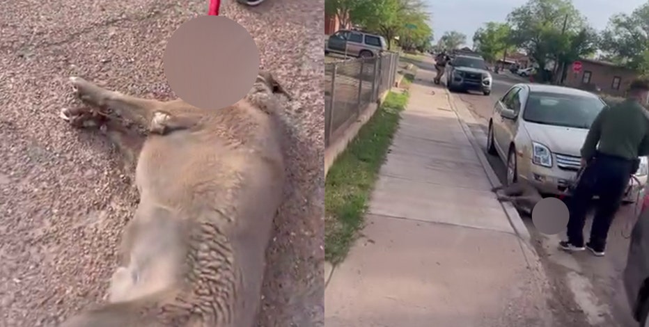 Beloved Winslow neighborhood dog dragged by animal control: 'Bleeding and gasping for air'