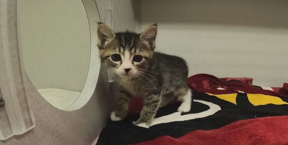 Arizona Humane has nearly 800 kittens looking for homes, foster families