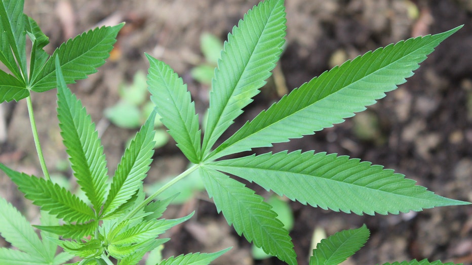 KSAZ Marijuana Generic 050624