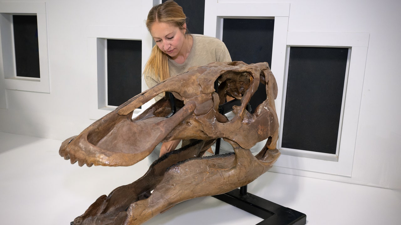 Rare juvenile T. rex fossil unearthed by 3 boys, now on display at ...