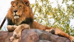 Phoenix Zoo announces passing of Boboo the lion