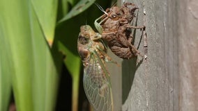 'Can my pet eat cicadas?' Expert reveals what to do if your dog or cat gets hold of this insect