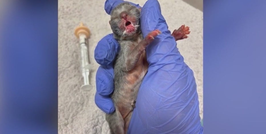 Animal Control urges caution after efforts to save abandoned kittens fail