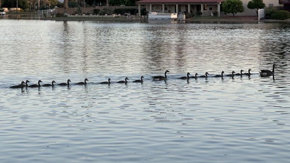 It's quite literally ducks in a row! Thanks Shara for sharing this photo from Avondale!