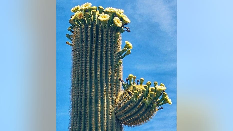 It may be too hot to go outside, but it's never too hot to admire a cactus from somewhere cooler! Thanks Stephanie Meier for sharing!