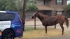 Good Samaritans rescue horse who got loose in Glendale