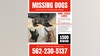Reward out for 3 missing dogs that were stolen in Phoenix
