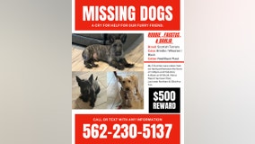 Reward out for 3 missing dogs that were stolen in Phoenix