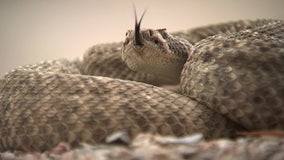 Over 100 rattlesnake bites reported in Arizona in 2024, experts warn of increasing danger