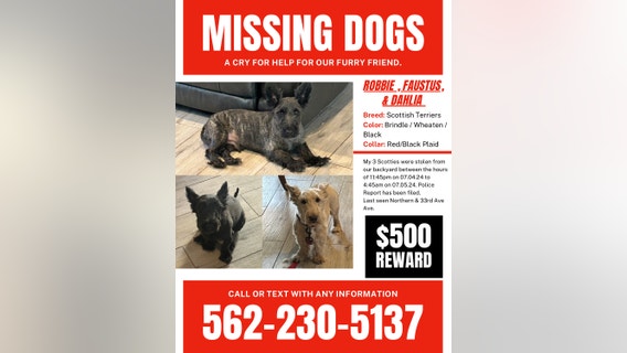 Reward out for 3 missing dogs that were stolen in Phoenix
