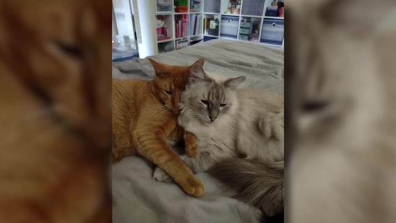 Man accused of animal cruelty for stealing ex-girlfriend's cats resulting in death of 1