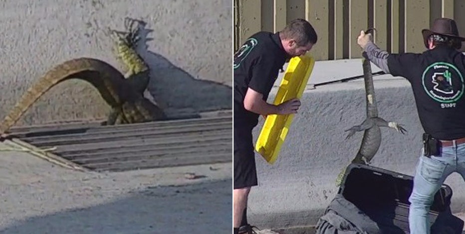 Reptile rescued from storm drain on Loop 101 in north Phoenix