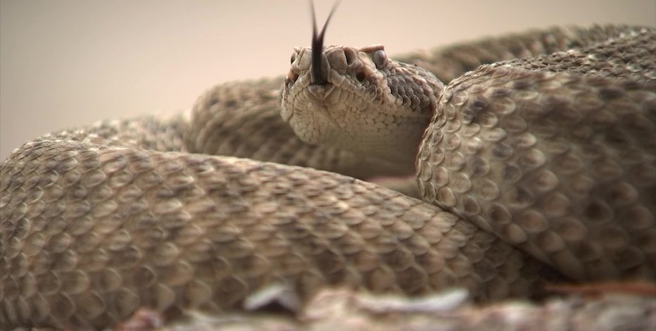 Over 100 rattlesnake bites reported in Arizona in 2024, experts warn of increasing danger