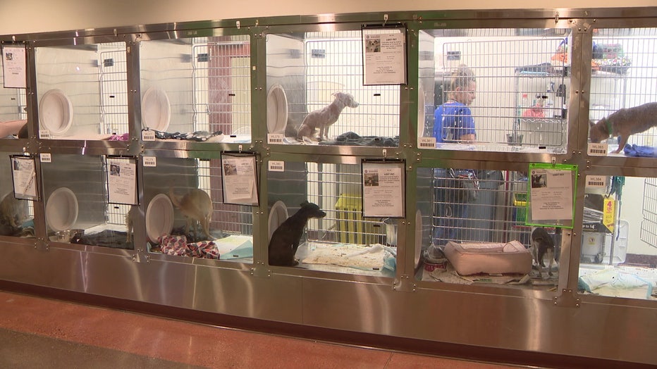 Lost pets at Maricopa County Animal Care and Control (From Archive)