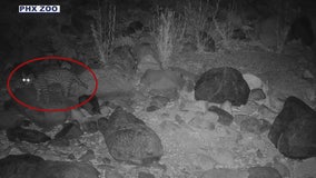 Ocelot spotted in southern Arizona region for first time in 50 years