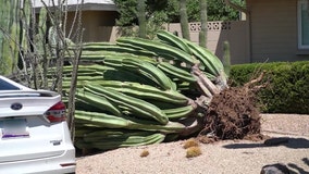 Phoenix area cleans up after powerful monsoon storm left behind damages