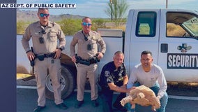 Tortoise back home at Pinal County ranch after highway escape