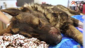 Arizona Humane Society raises rattlesnake bite awareness as 2-year-old German Shepard nears recovery