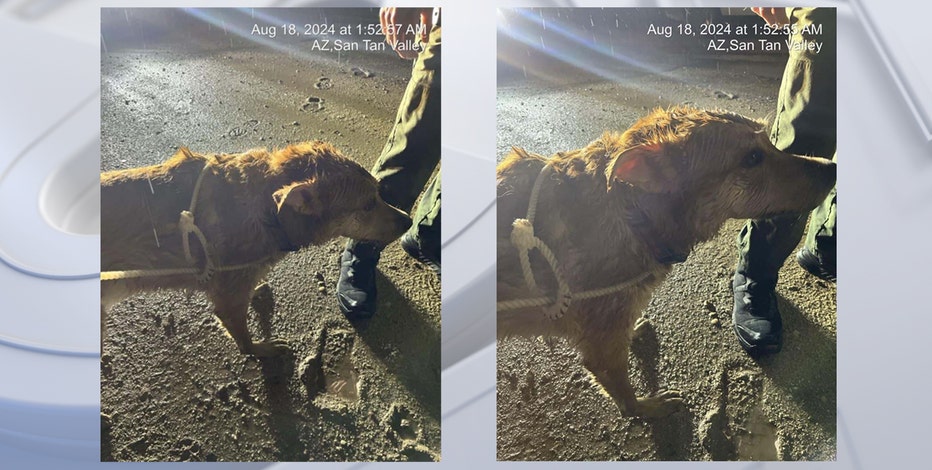 Dog rescued from monsoon flooding in San Tan Valley: Do you know the owner?